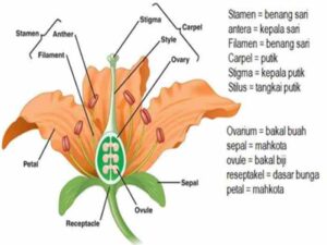 Gambar bunga sempurna tanpa keterangan