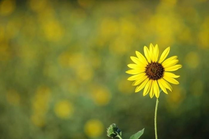 Dof fotografi luas mengenal sempit aperture hasil goresan